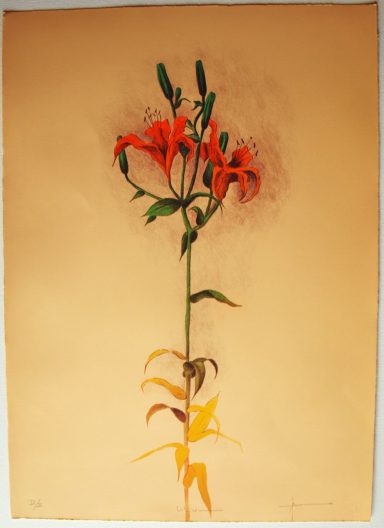 Lilium